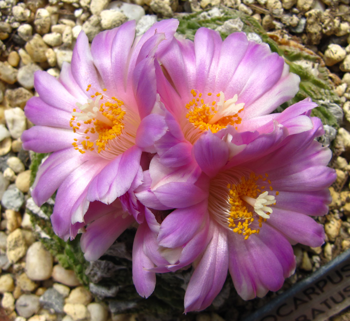 Ariocarpus fissuratus really flowering